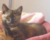 Sybelle