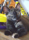 Sybelle