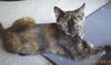 Sybelle