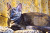 Sybelle