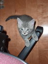 Zazou