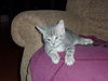 Zazou
