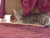 Zazou