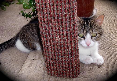 Babycat