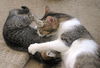 Babycat