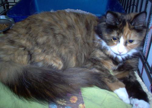 Eglantine