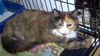 Eglantine