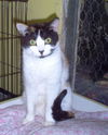 Pitoune