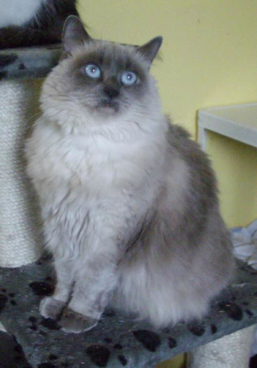 Mademoiselle
