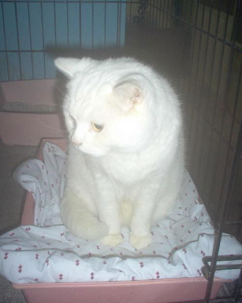 Gandalf-le-Blanc