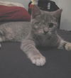 Pamina