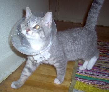 Pamina
