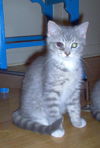 Pamina
