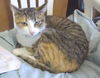 Isabella-Calico