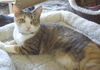 Isabella-Calico
