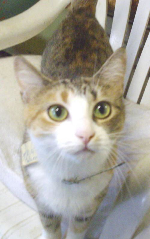 Isabella-Calico