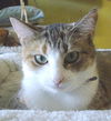 Isabella-Calico