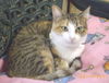 Isabella-Calico