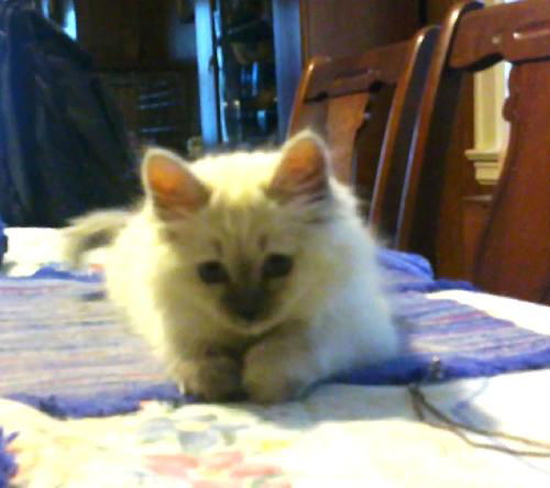 Antoinette