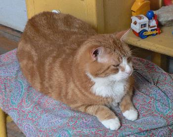 Garfield