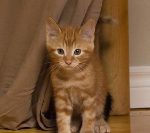 Baby Toby