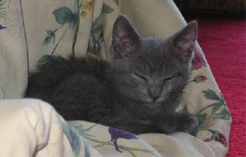 Gandalf