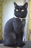 Salem