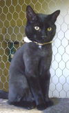Salem