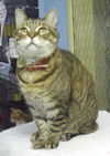 Filou