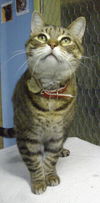 Filou