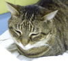 Filou
