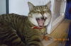 Filou