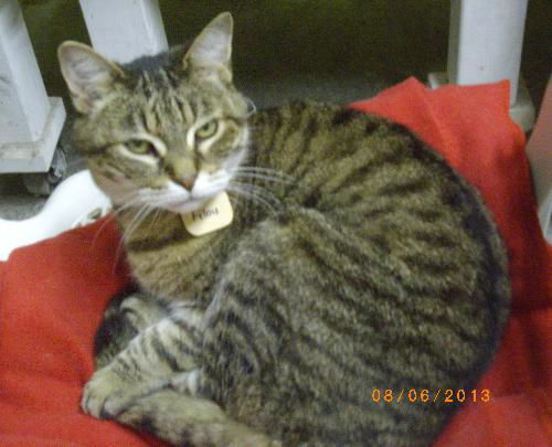 Filou