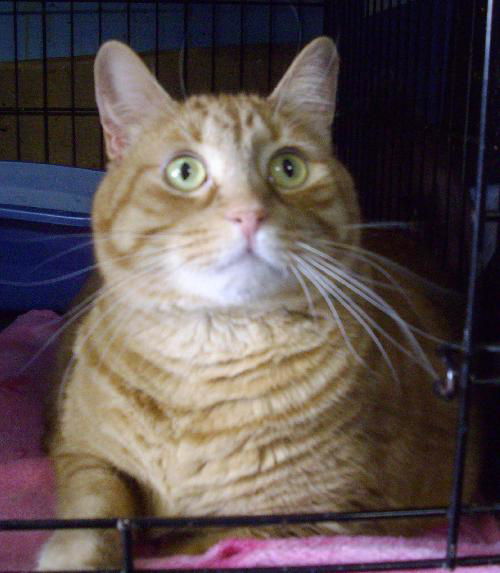 Garfield