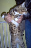 Ocelot