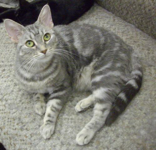 Anya