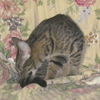 Sassie