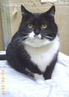 Hanna