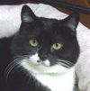 Hanna
