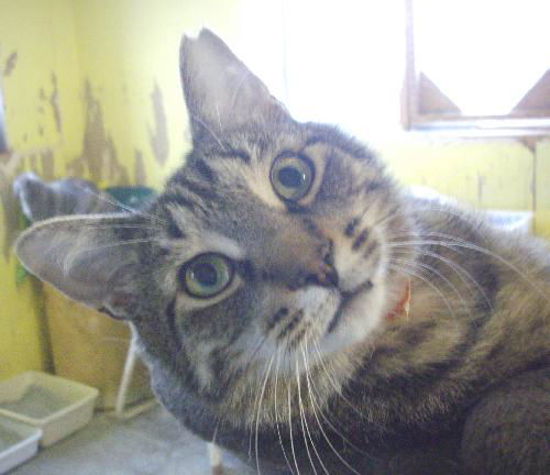 Leonard