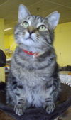 Leonard