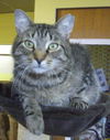 Leonard