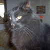 Minou-Minette
