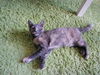 Mimou