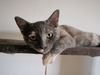 Mimou