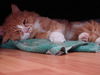 Léo