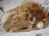 Léo