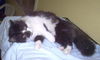 Arnaud