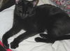 Adeline