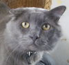 Alfred